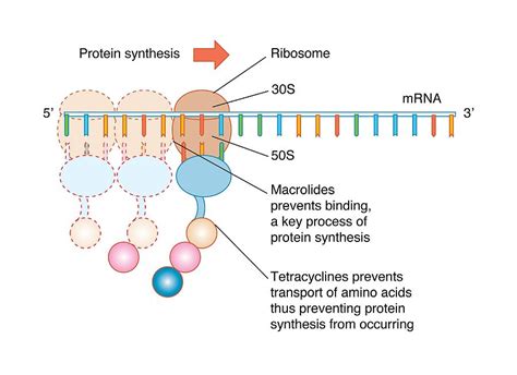 Antibiotic mechanism of action chart