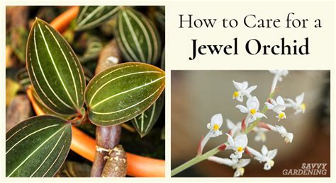 Jewel Orchid Care: How to Grow Ludisia discolor