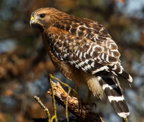 The Anatomy of a Hawk: Understanding Their Physical Features