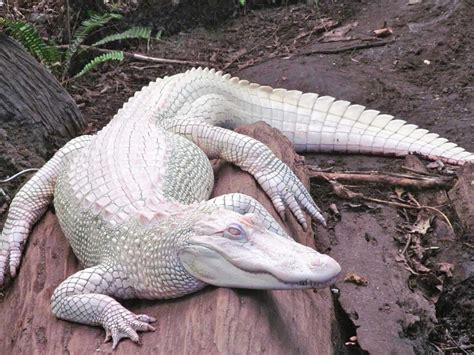 20 Albino Animals Facts - Facts.net