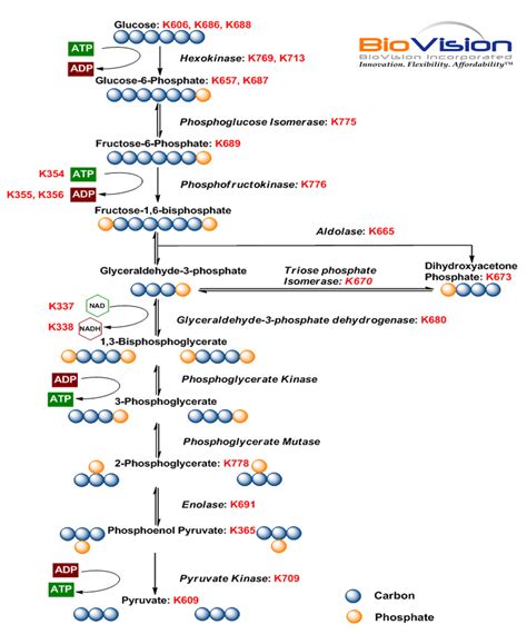 Glycolysis Pathway | Interactive Pathways | BioVision, Inc.