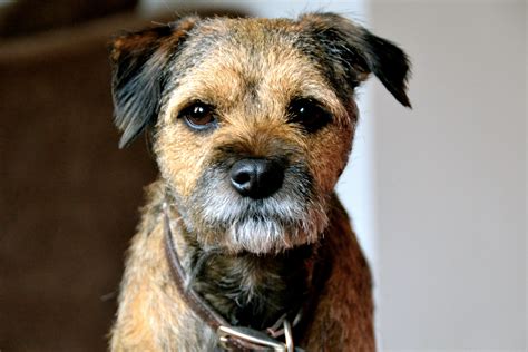 Dog Breed Profile - Border Terrier | Gilbertson & Page