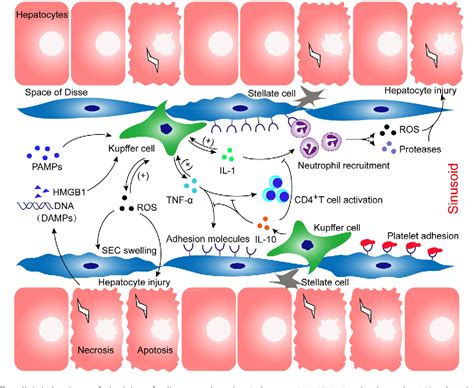 Figure 2 from The role of Kupffer cells in hepatic diseases | Semantic ...