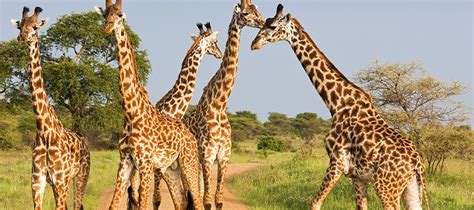 4 Days Akagera National Park safari | Rwanda Safari Tours