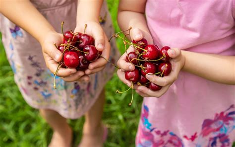 Cherry Picking in NJ: A Quick, But Tasty Summer Picking Season