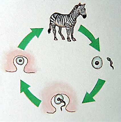 Life Cycle - Zebra Facts