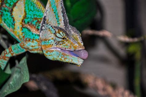 What Do Pet Chameleons Eat? Diet & Nutrition Guide – Chameleon School