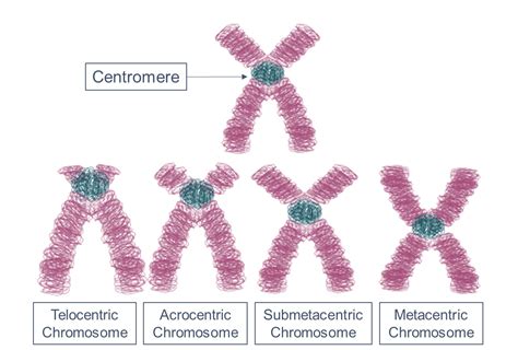 Centromere Proteins - Creative Biomart