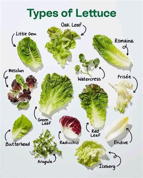 A visual guide to leafy greens how to cook and store them – Artofit