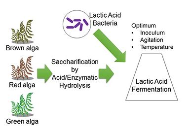 Production of Lactic Acid from Seaweed Hydrolysates via Lactic Acid ...