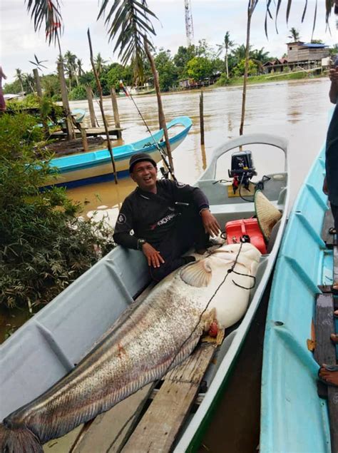 Ikan Tapah Terbesar Di Malaysia / Gambar Ikan Tapah - Ikan tapah hampir ...