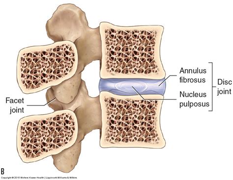 Intervertebral Joint