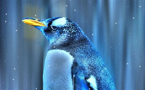 4K Penguin Wallpapers - Top Free 4K Penguin Backgrounds - WallpaperAccess