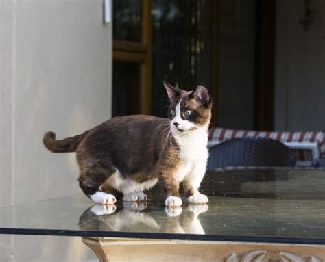 Munchkin: Cat Breed Profile, Characteristics & Care