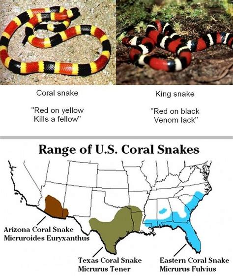 coral snake range map - madvillainyalbumdownload