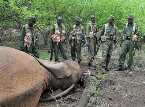 10 things you need to know about elephant poaching | The Independent ...