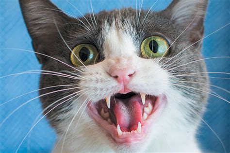 6 Reasons Your Cat Won’t Stop Meowing At You – Meowingtons