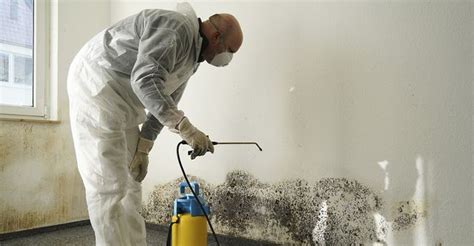 The 10 Best Mold And Mildew Removal Companies Near Me