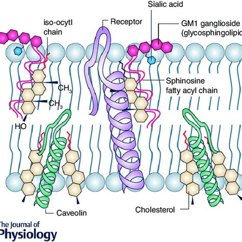 Aged-related changes in cholesterol and gangliosides in the neuronal ...