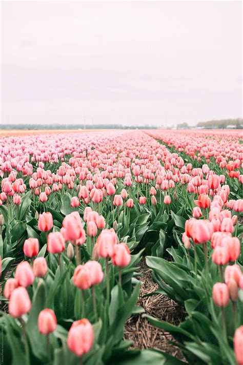 Pink Tulip Wallpaper