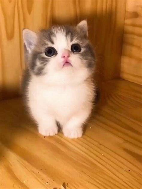 🥺🥺🥺 | Cats and kittens, Cute baby cats, Cute baby animals