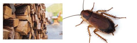 How to Get Rid of Wood Roaches - DIY Pest Control