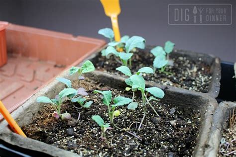 Planting Guide - Starting Kale from Seed - Dig for Your Dinner