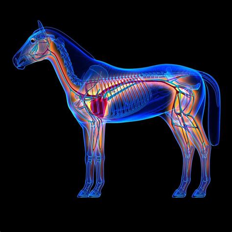 Anatomy of the Equine Circulatory System | Feedmark