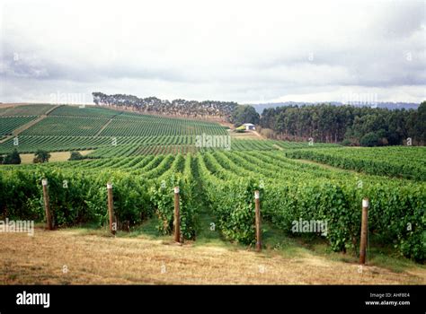 Australia Tasmania Pipers Brook Vineyard Stock Photo - Alamy