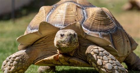 Discover the World's Oldest Tortoise (190 Years Old!) - A-Z Animals