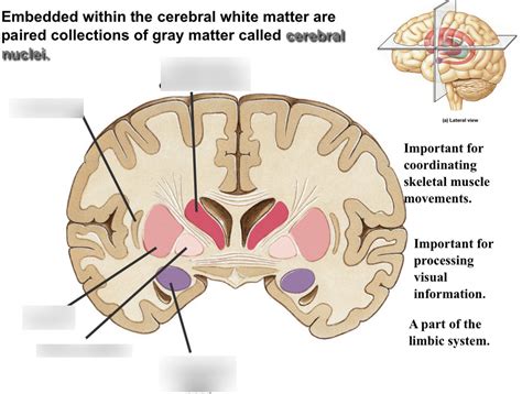 cerebral nuclei Diagram | Quizlet