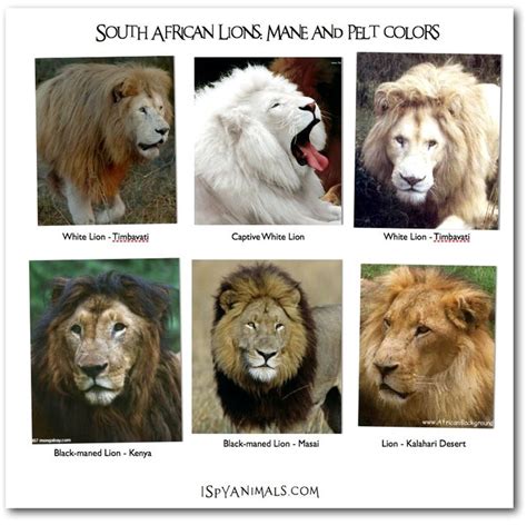 Differentiating Lions [Taken from: http://www.ispyanimals.com ...