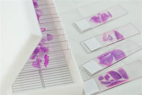 Histology Slides