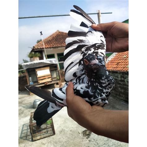 Jual MERPATI POS JADUL WARNA UNIK LANGKA | Shopee Indonesia