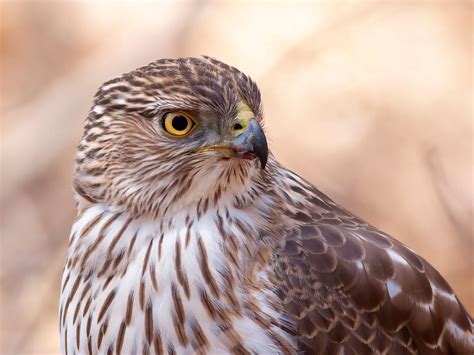 Cooper's Hawk Nesting (All You Need To Know) | Birdfact