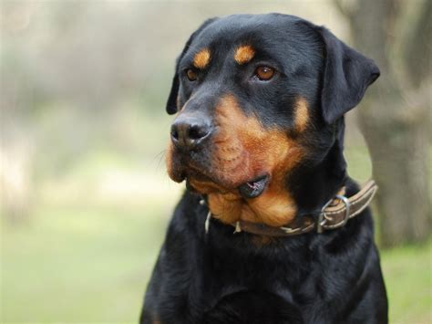 Rottweiler Dog Breed Information, Images, Characteristics, Health