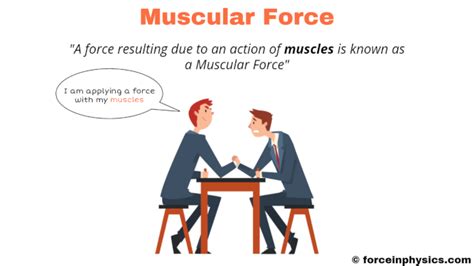 Muscular Force (Easy Definition) + Examples in Daily Life