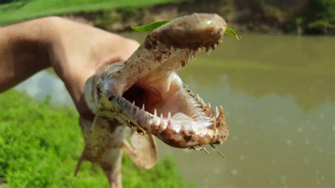 Alligator gar! Awesome teeth!! - YouTube