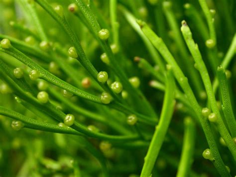 Psilotum nudum (Psilotaceae) image 16837 at PhytoImages.siu.edu