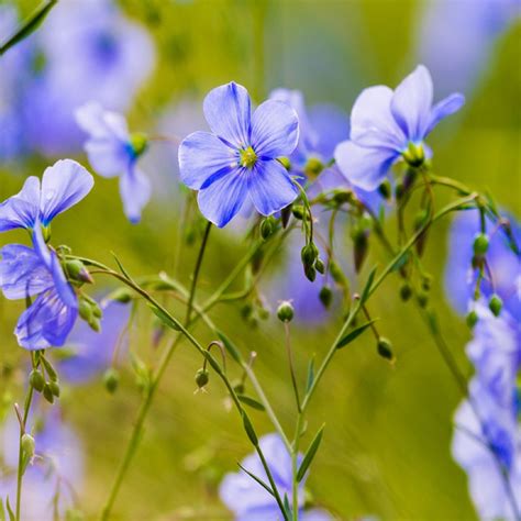 Blue Flax Seeds (Linum perenne) – Vermont Wildflower Farm