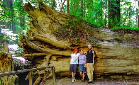 Why You Need to Explore Jedediah Smith Redwoods State Park