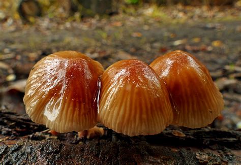 Mycena. - a photo on Flickriver