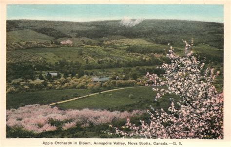 Vintage Postcard Apple Orchards In Bloom Annapolis Valley Nova Scotia ...