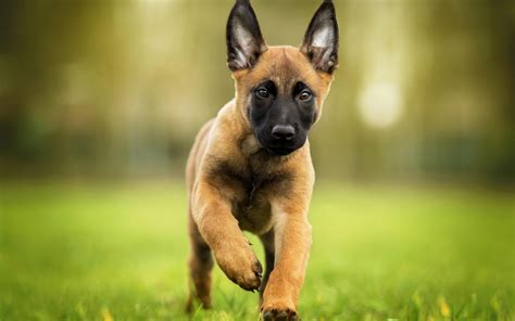 Belgian Malinois Wallpapers - Wallpaper Cave