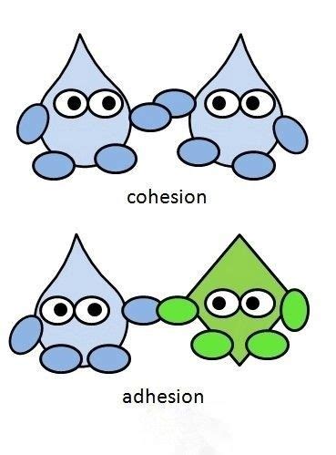 Cohesion Adhesion | Biology classroom, Teaching chemistry, Chemistry ...