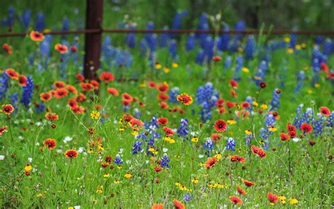 Texas Wildflowers Photograph by Lyn Scott