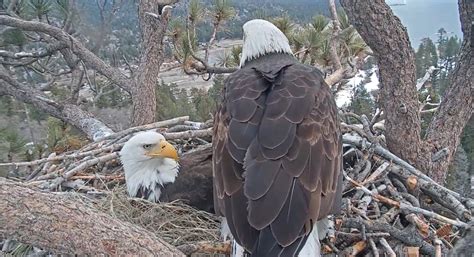 Bald Eagle In Big Bear Lays Second Egg As World Looks On - CBS Los Angeles