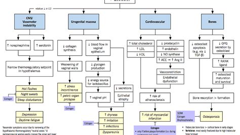 Fsh Levels In Menopause - Menopause Choices