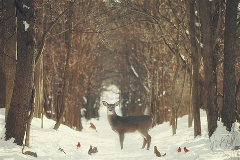 The Forest of Snow White Photograph by Carrie Ann Grippo-Pike - Pixels