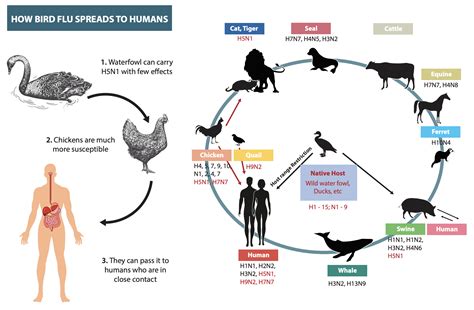 Avian Influenza - WOAH Middle-East